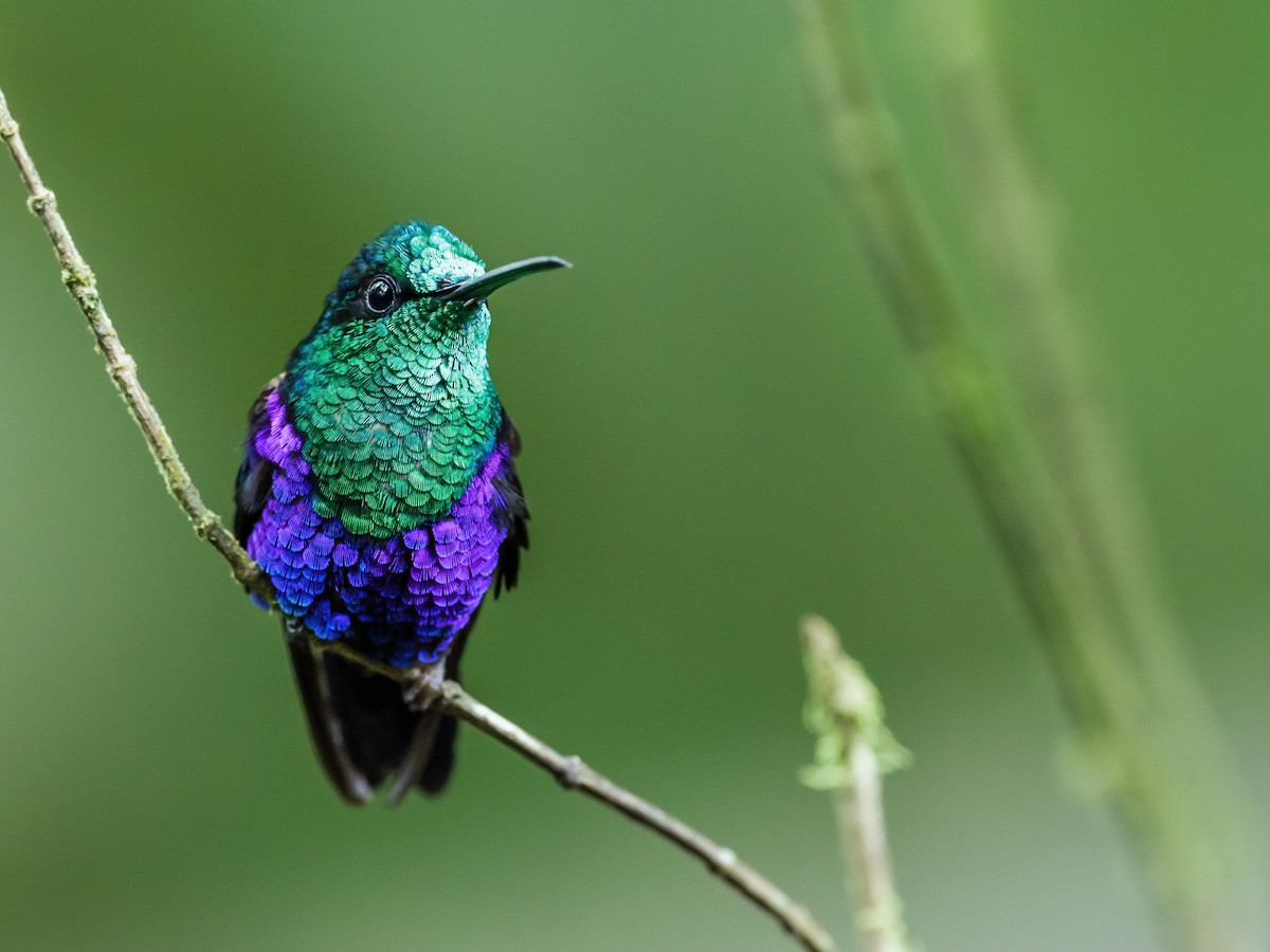 Crowned Woodnymph (Green-crowned) - ML217271801