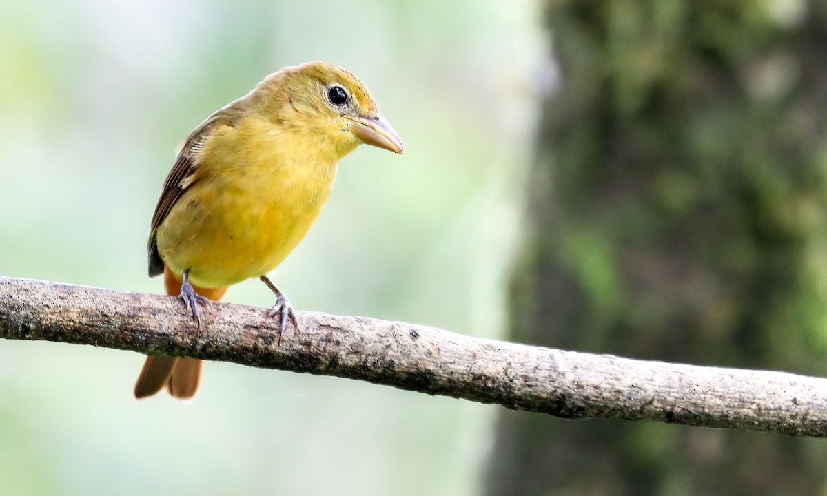 Summer Tanager - ML217272741