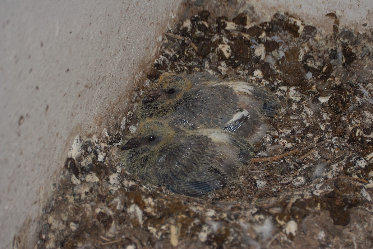 Rock Pigeon (Feral Pigeon) - José Martín