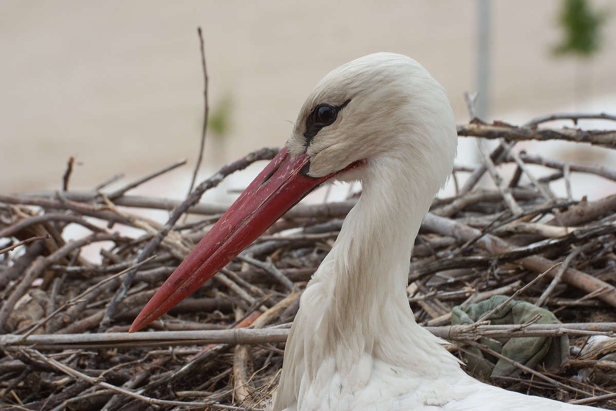 White Stork - ML217273711