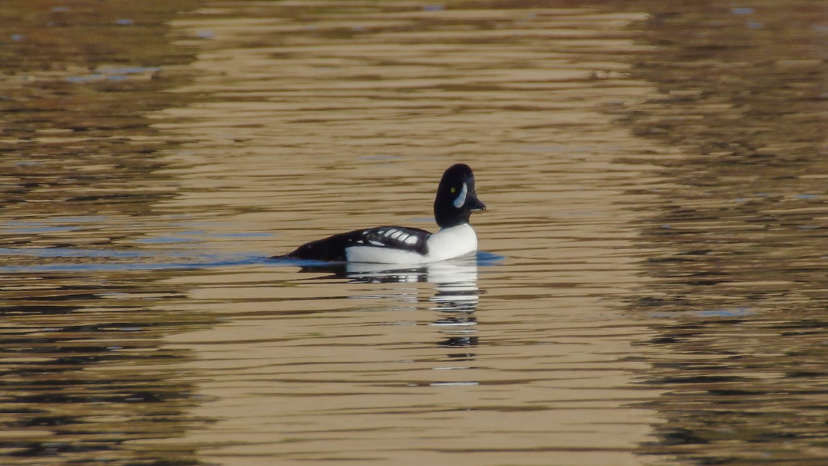 Barrow's Goldeneye - Anna Szal Russ G