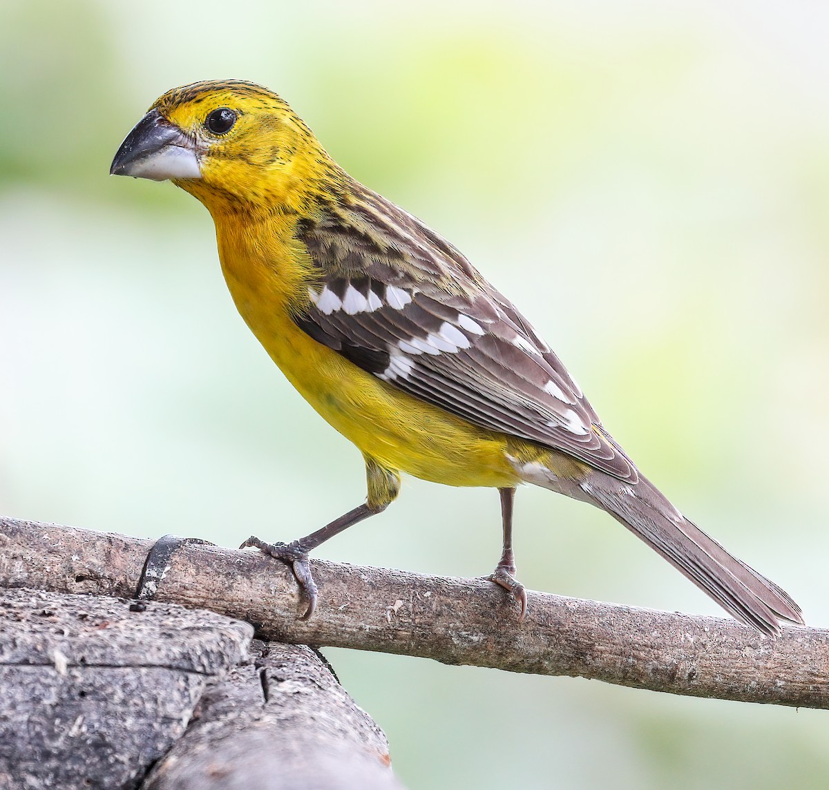 Golden Grosbeak - ML217275041