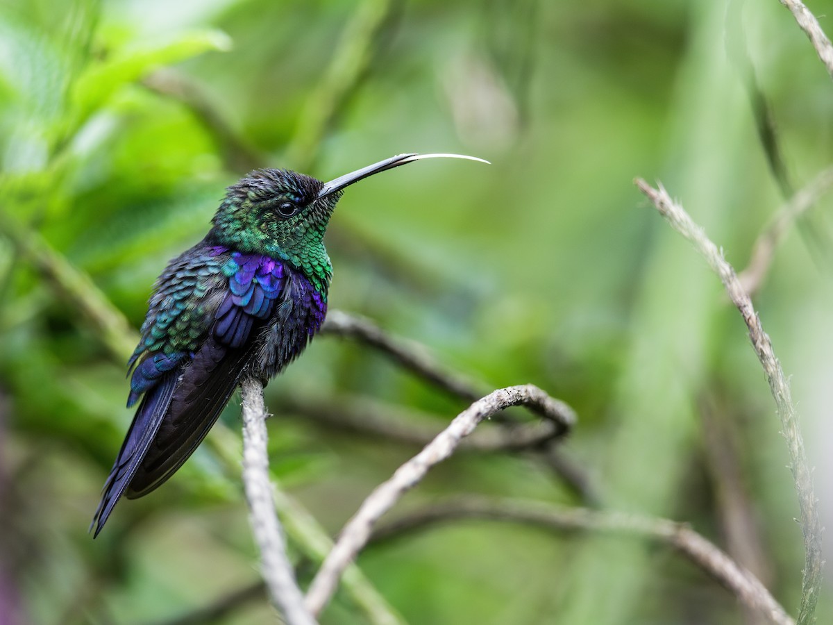 kolibřík vidloocasý - ML217275331