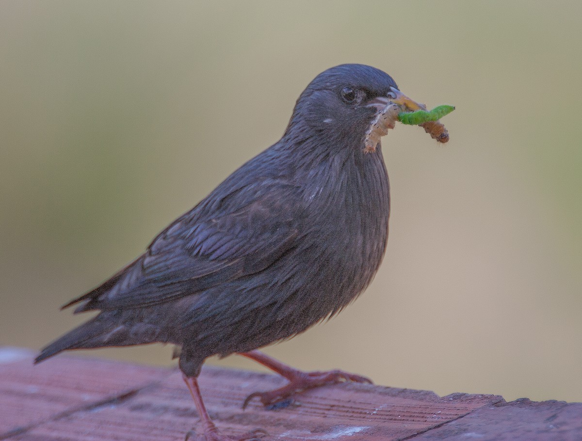 Spotless Starling - ML217275631