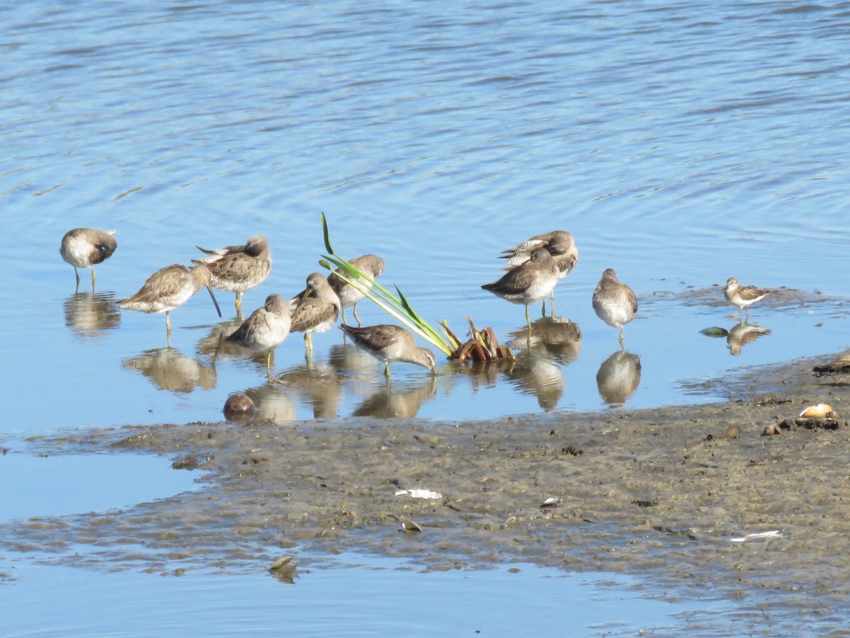 Long-billed Dowitcher - Robert Winter