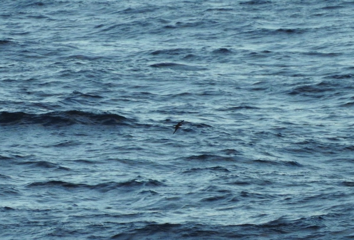 Bulwer's Petrel - ML21727751