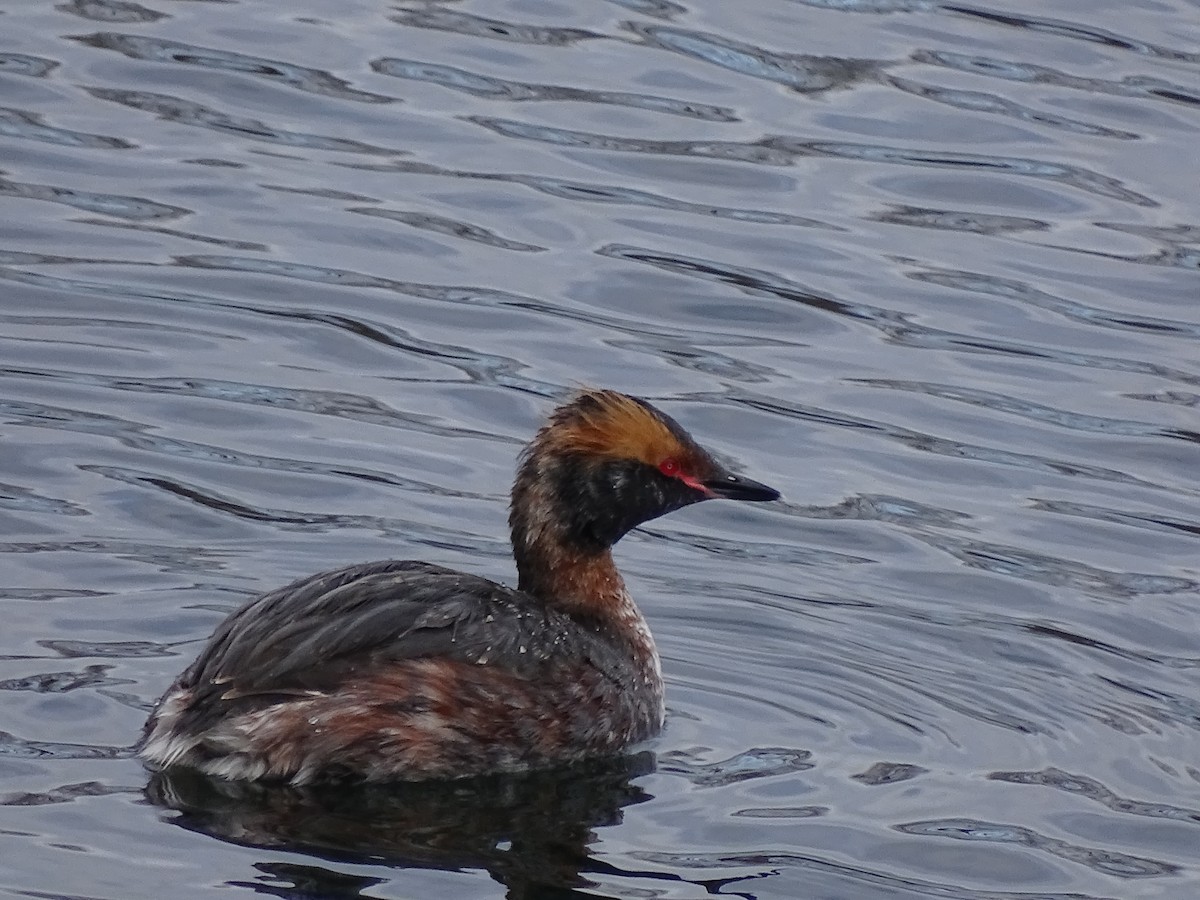 Horned Grebe - ML217277601