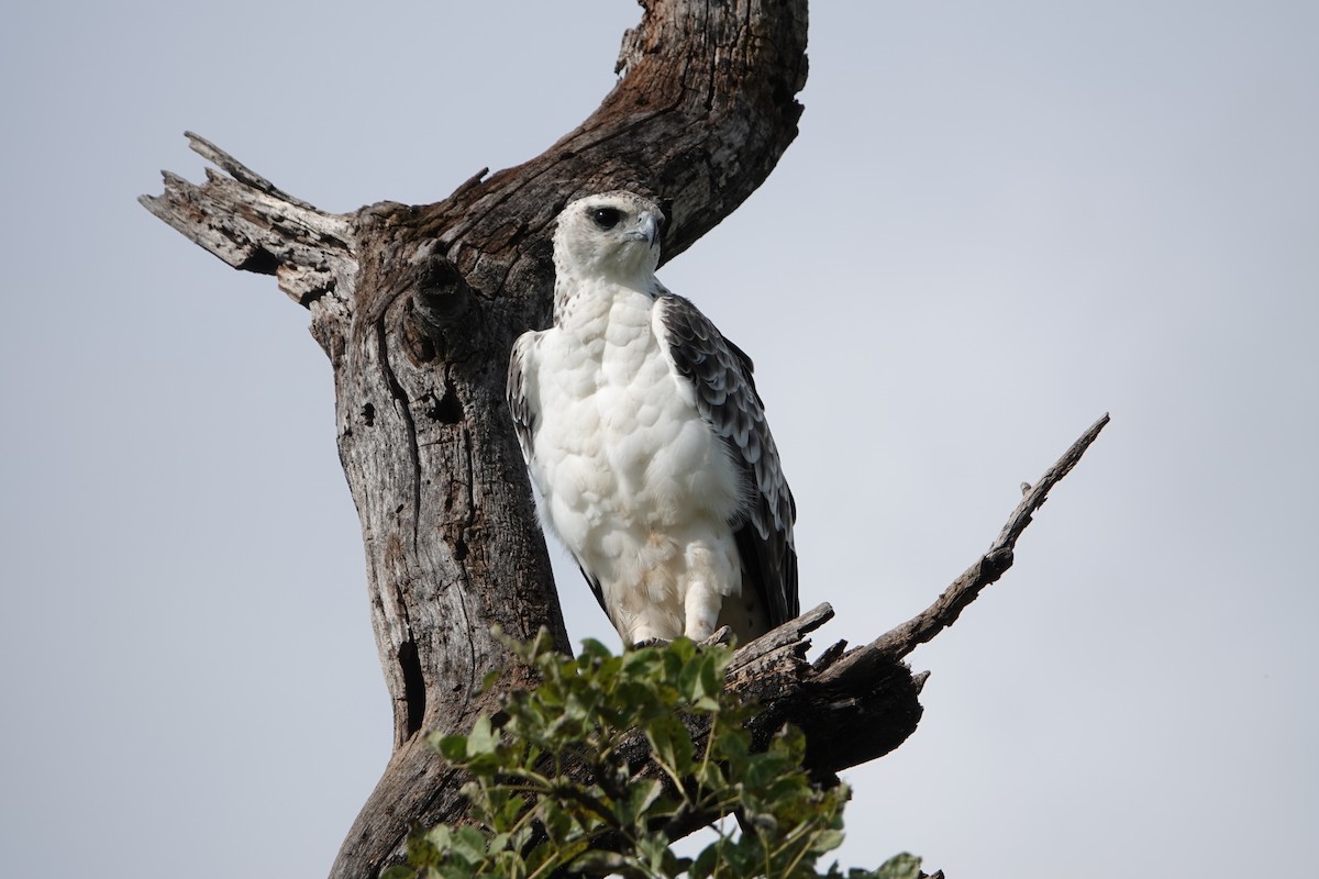 Martial Eagle - ML217278421