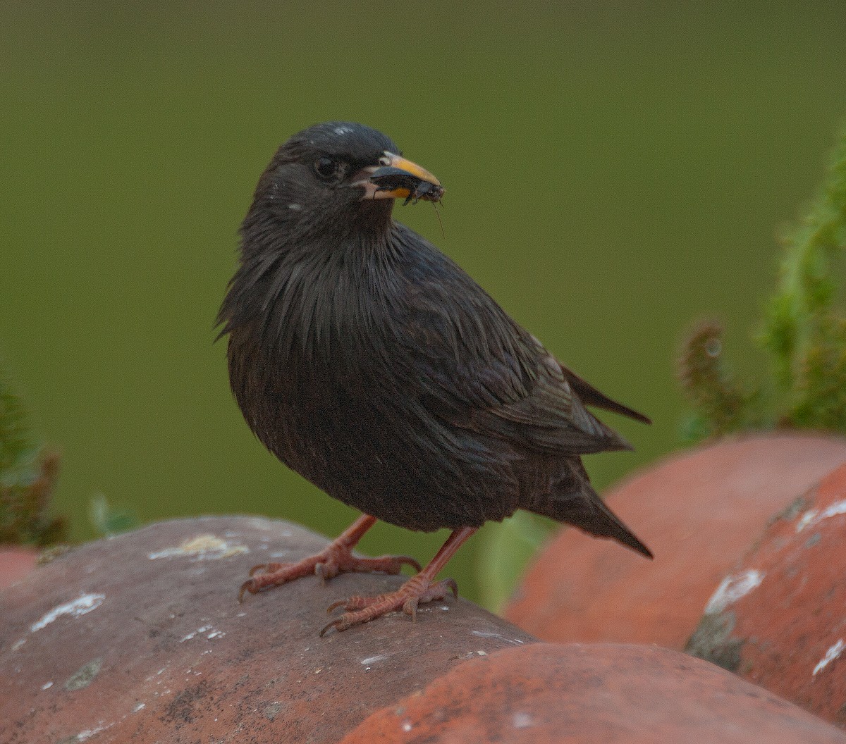 Spotless Starling - ML217278761