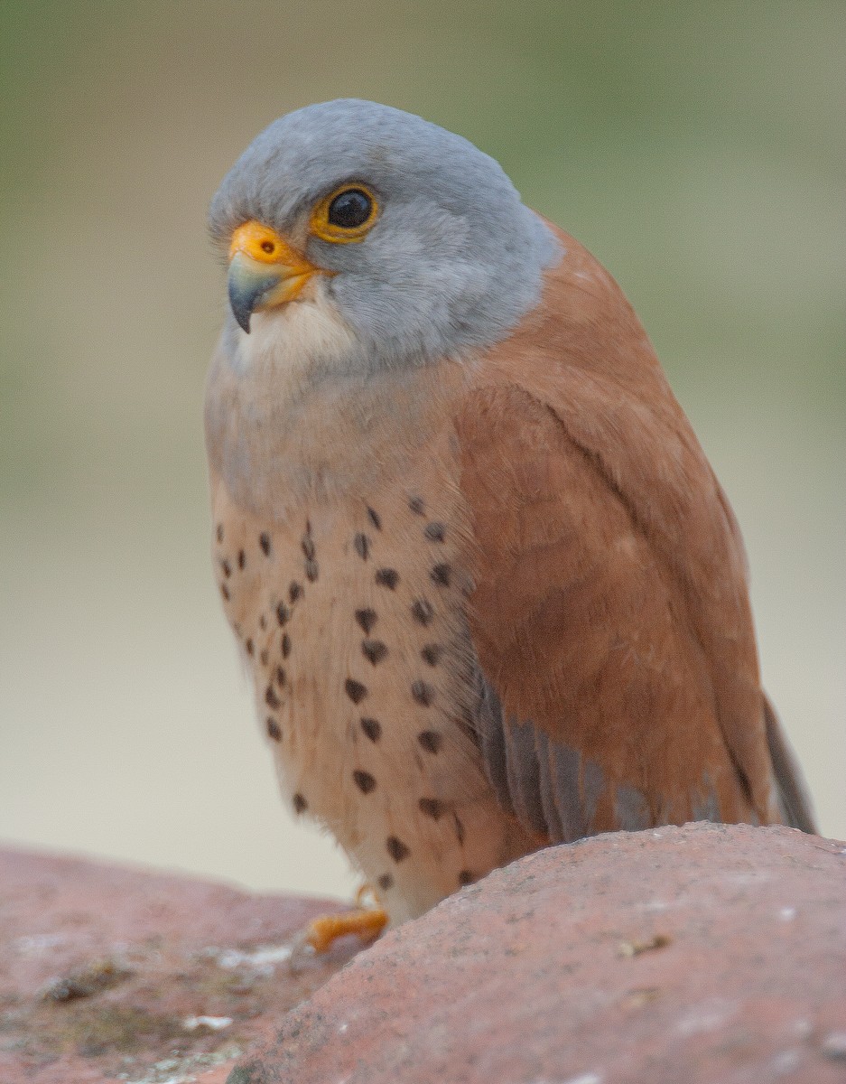 Lesser Kestrel - ML217279731