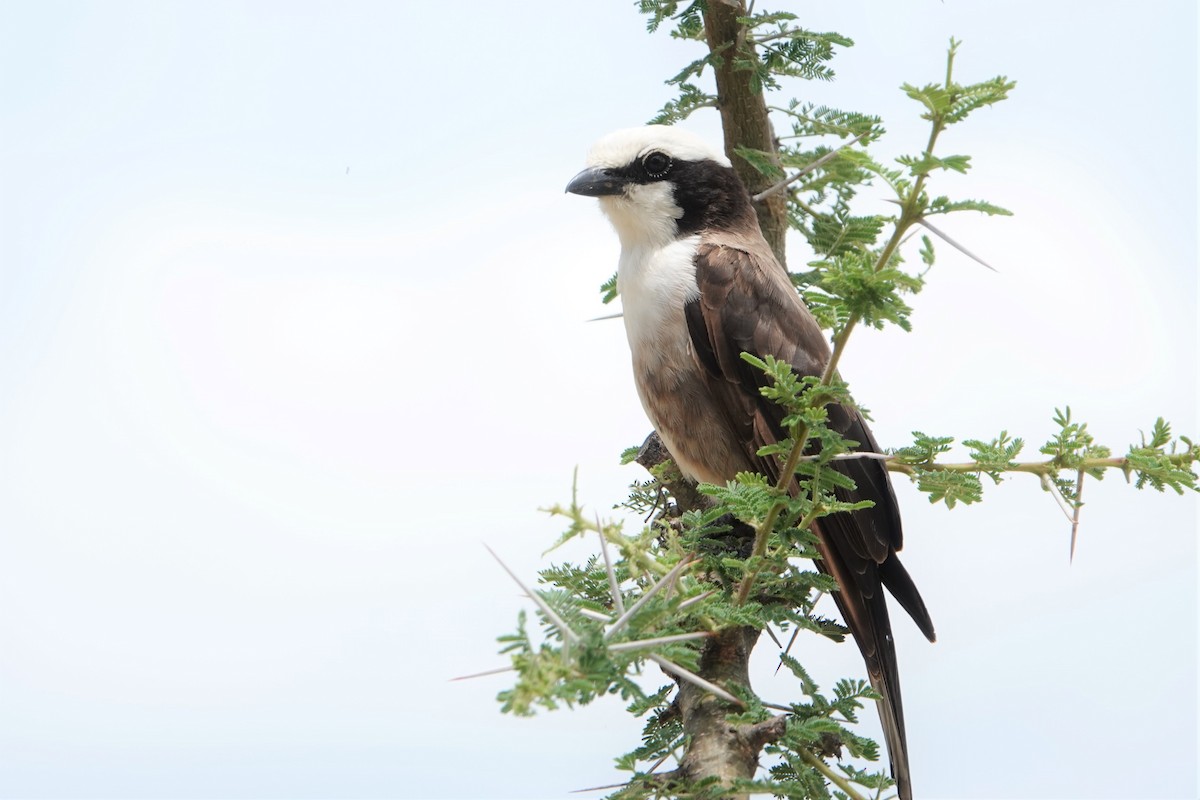 White-rumped Shrike - ML217280561