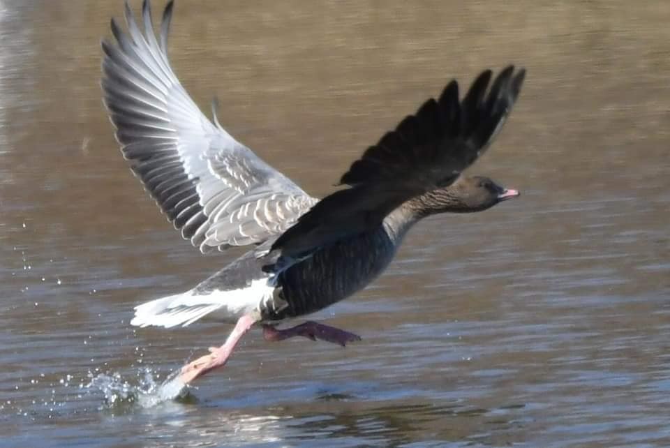 Pink-footed Goose - ML217280731
