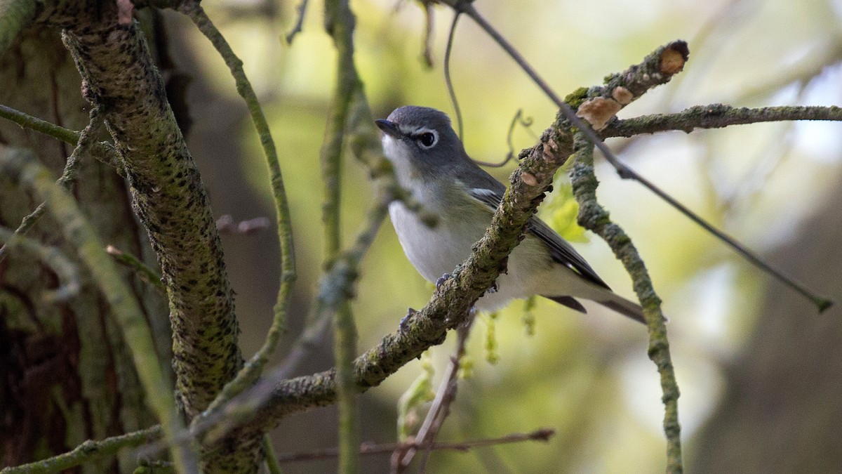 eBird Checklist 22 Mar 2020 Mavis Stouffer Park/Army Corps Park