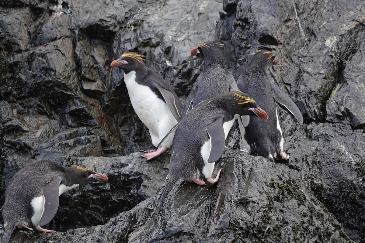 Macaroni Penguin - Tresa Moulton