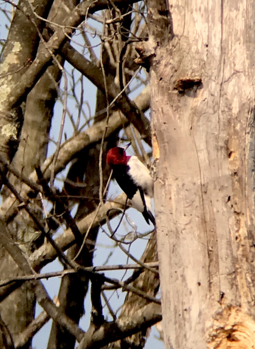 Red-headed Woodpecker - ML217283041