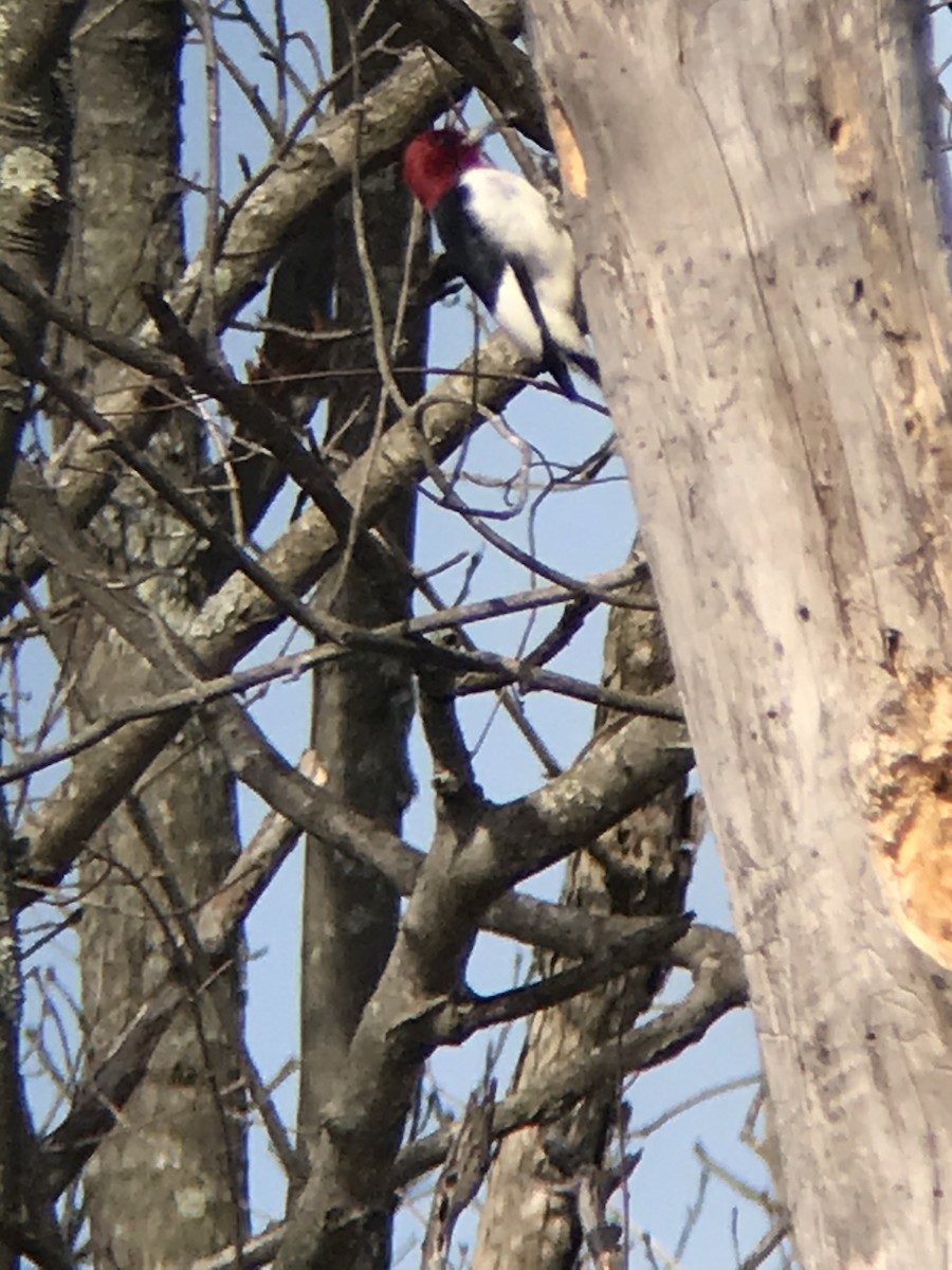 Red-headed Woodpecker - ML217283071