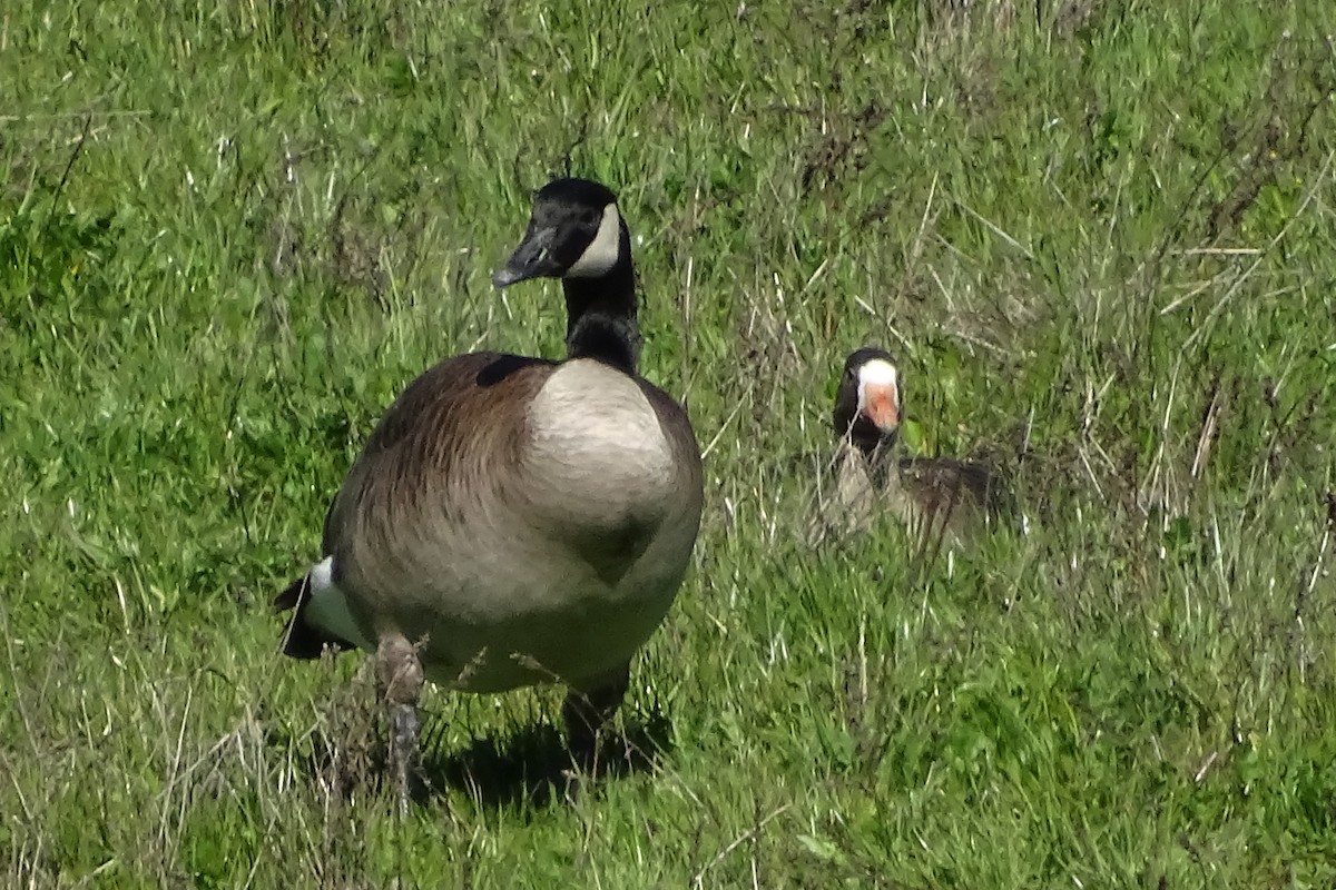 Greater White-fronted Goose - ML217286121