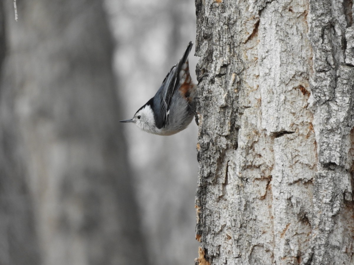 White-breasted Nuthatch - ML217286441