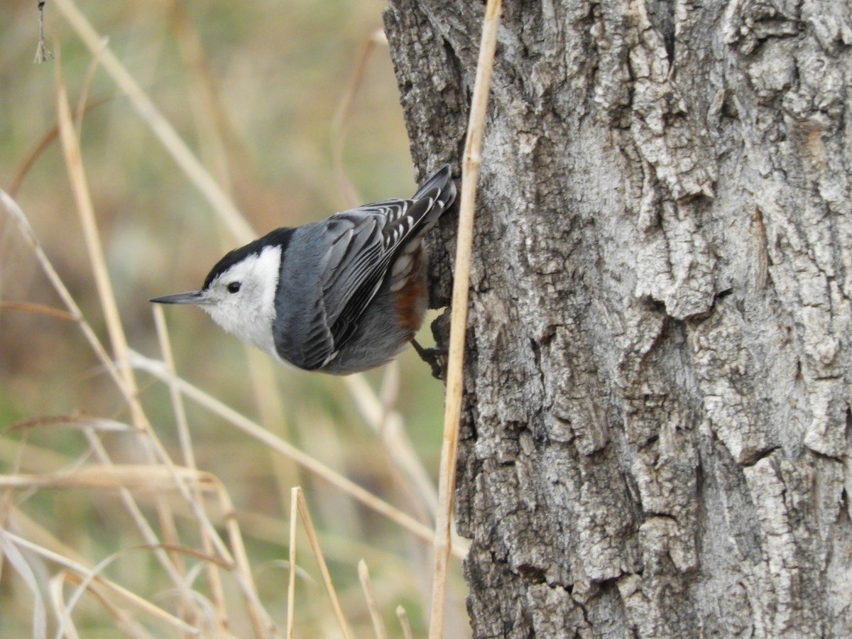 White-breasted Nuthatch - ML217286451
