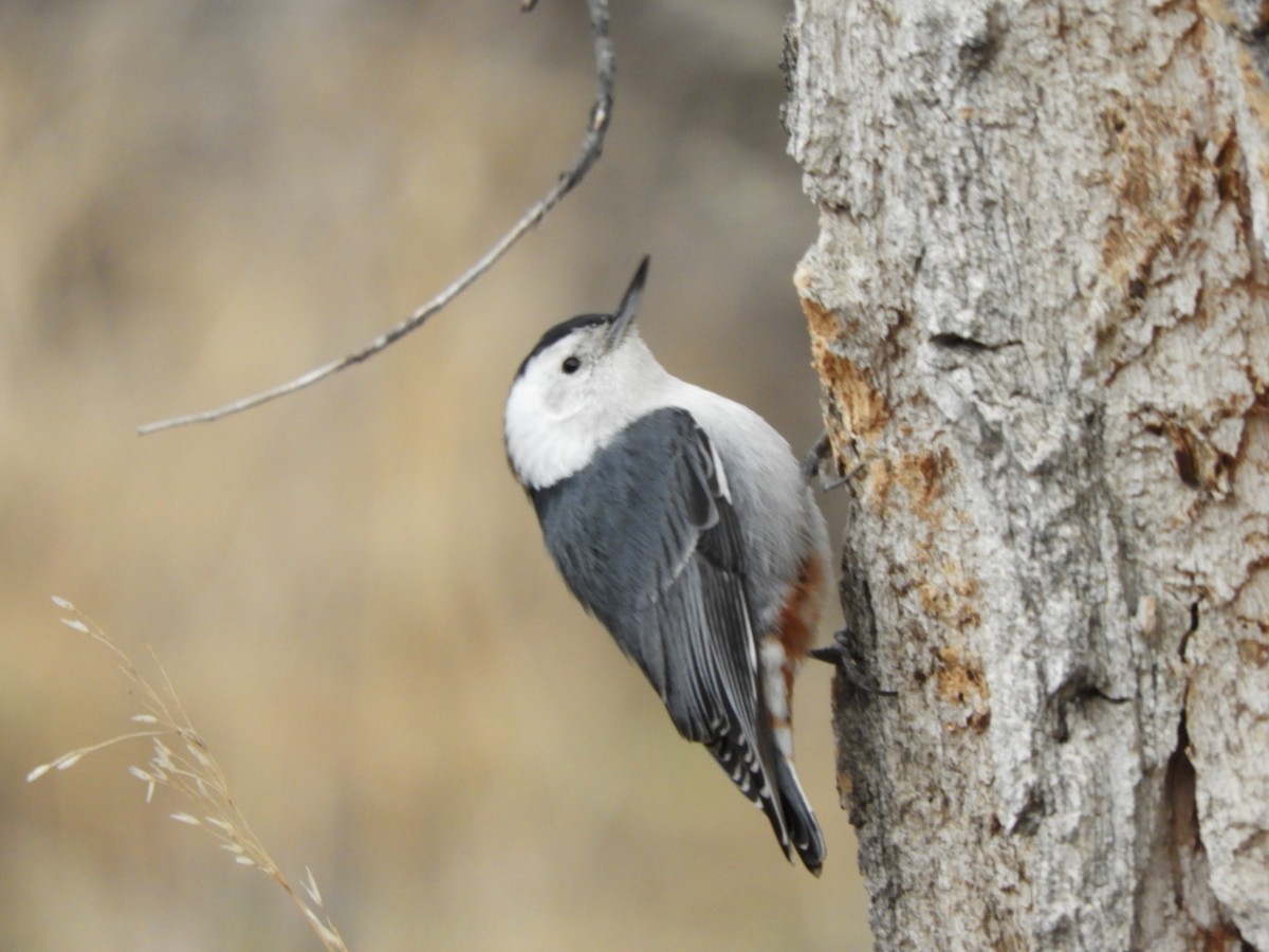 White-breasted Nuthatch - ML217286471