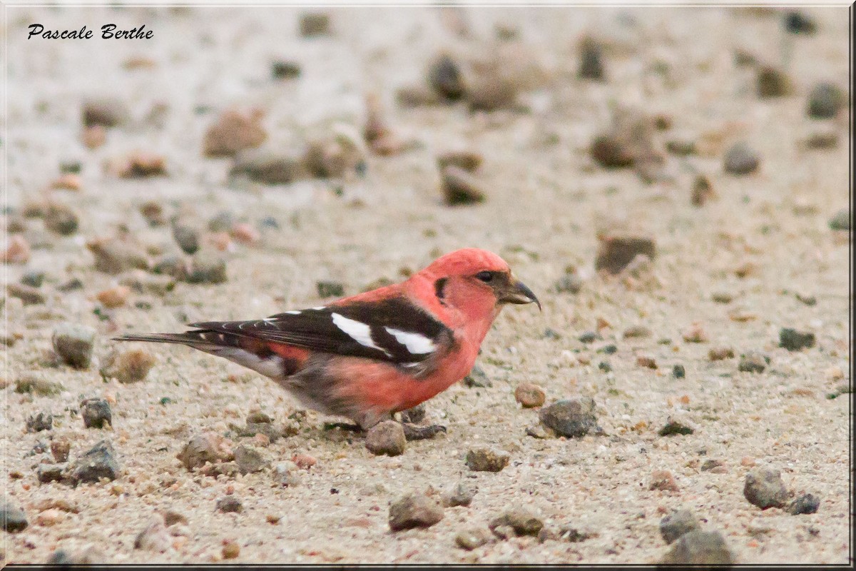 White-winged Crossbill - ML217286941