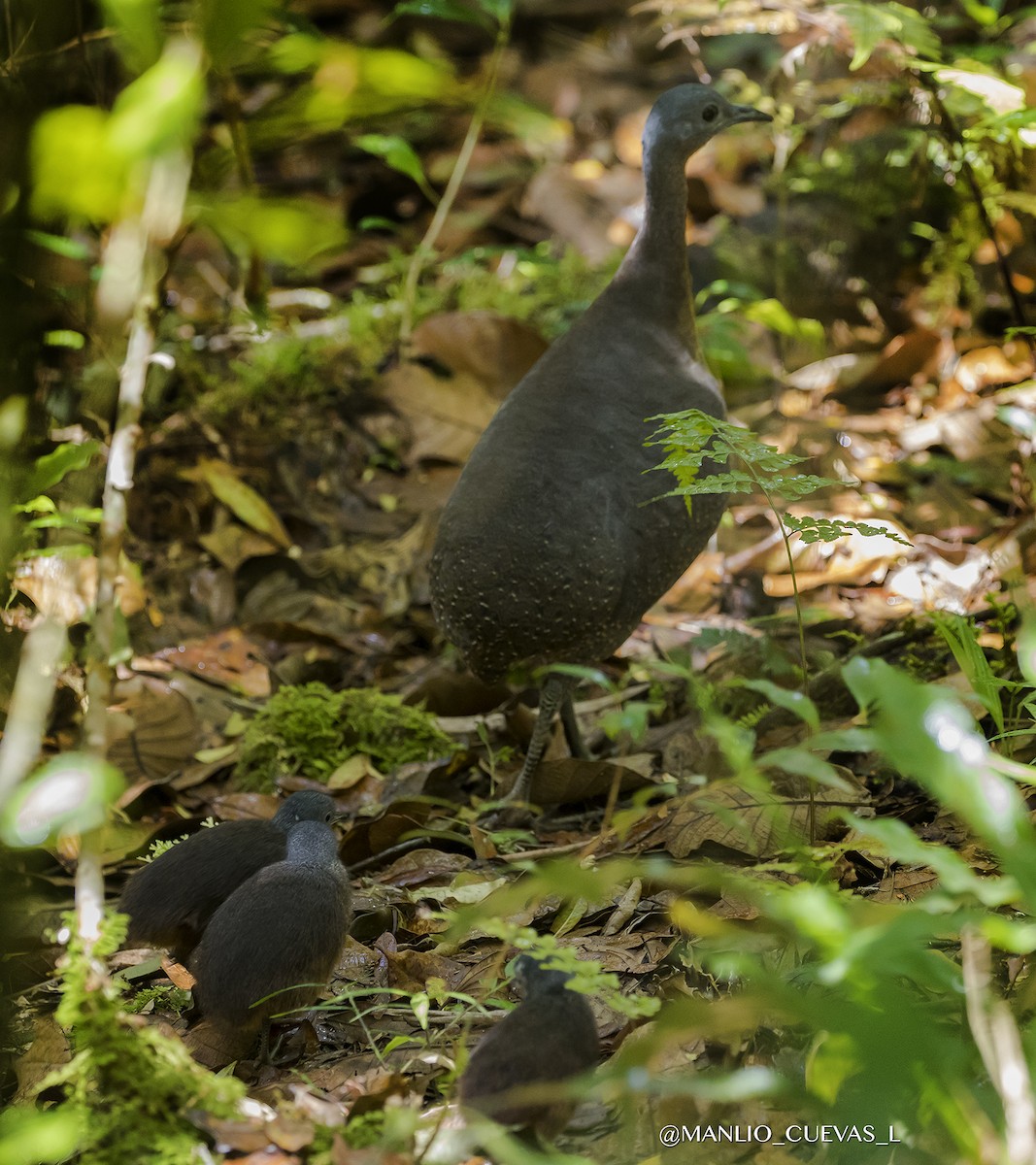 Highland Tinamou - ML217290221