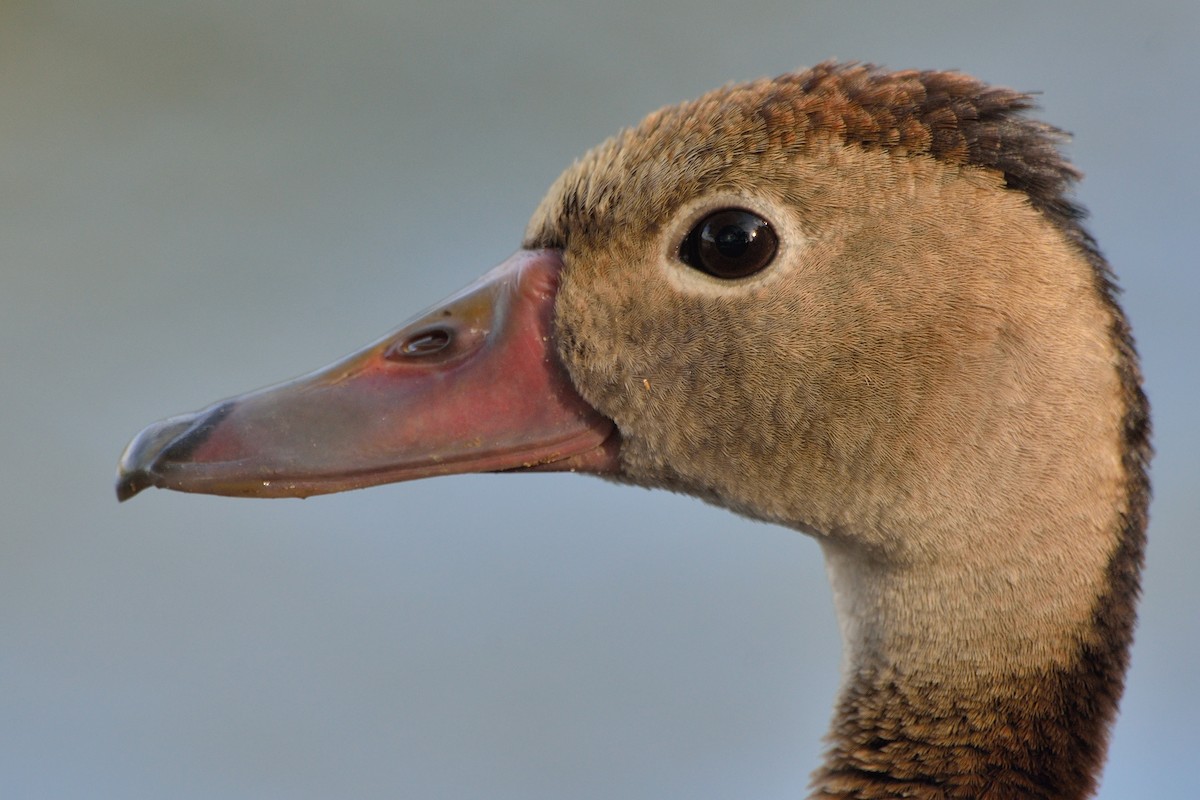 Black-bellied Whistling-Duck - Michiel Oversteegen