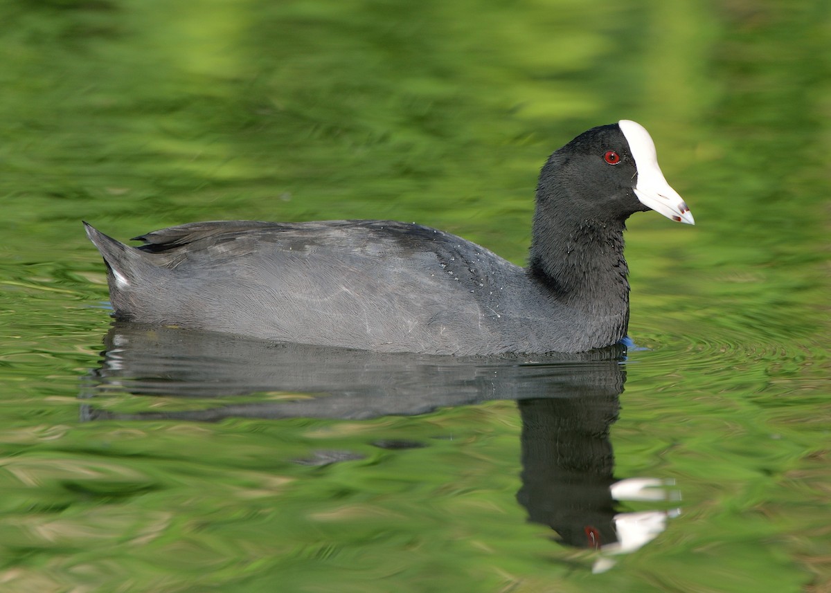 American Coot (White-shielded) - Michiel Oversteegen