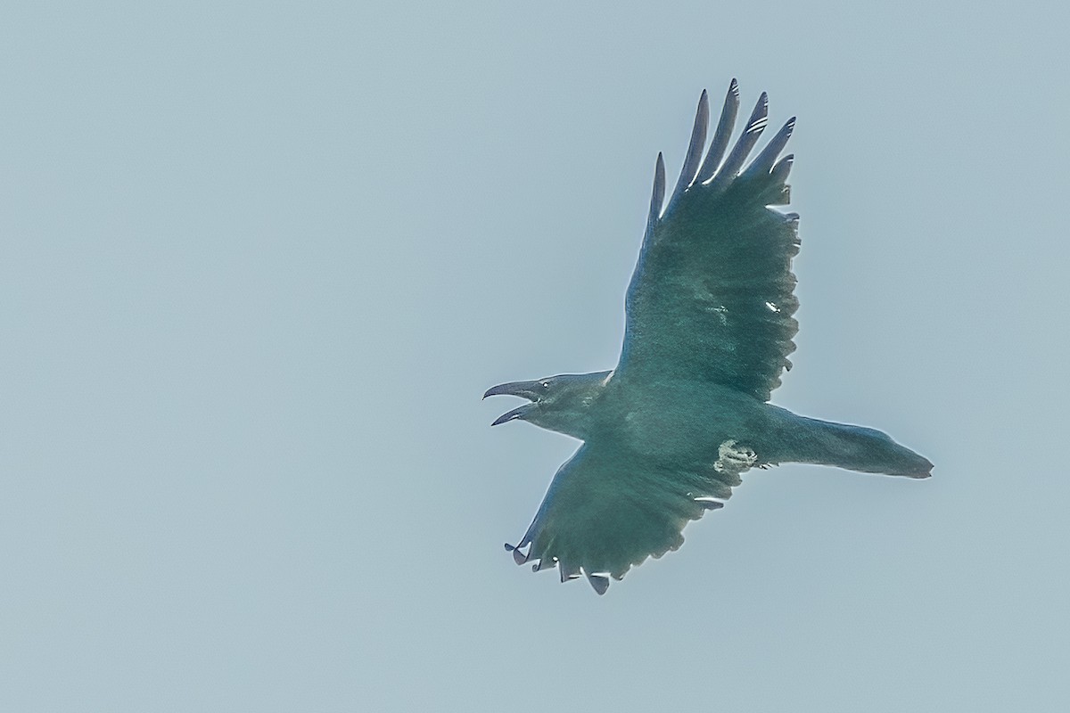 Common Raven - ML217290621