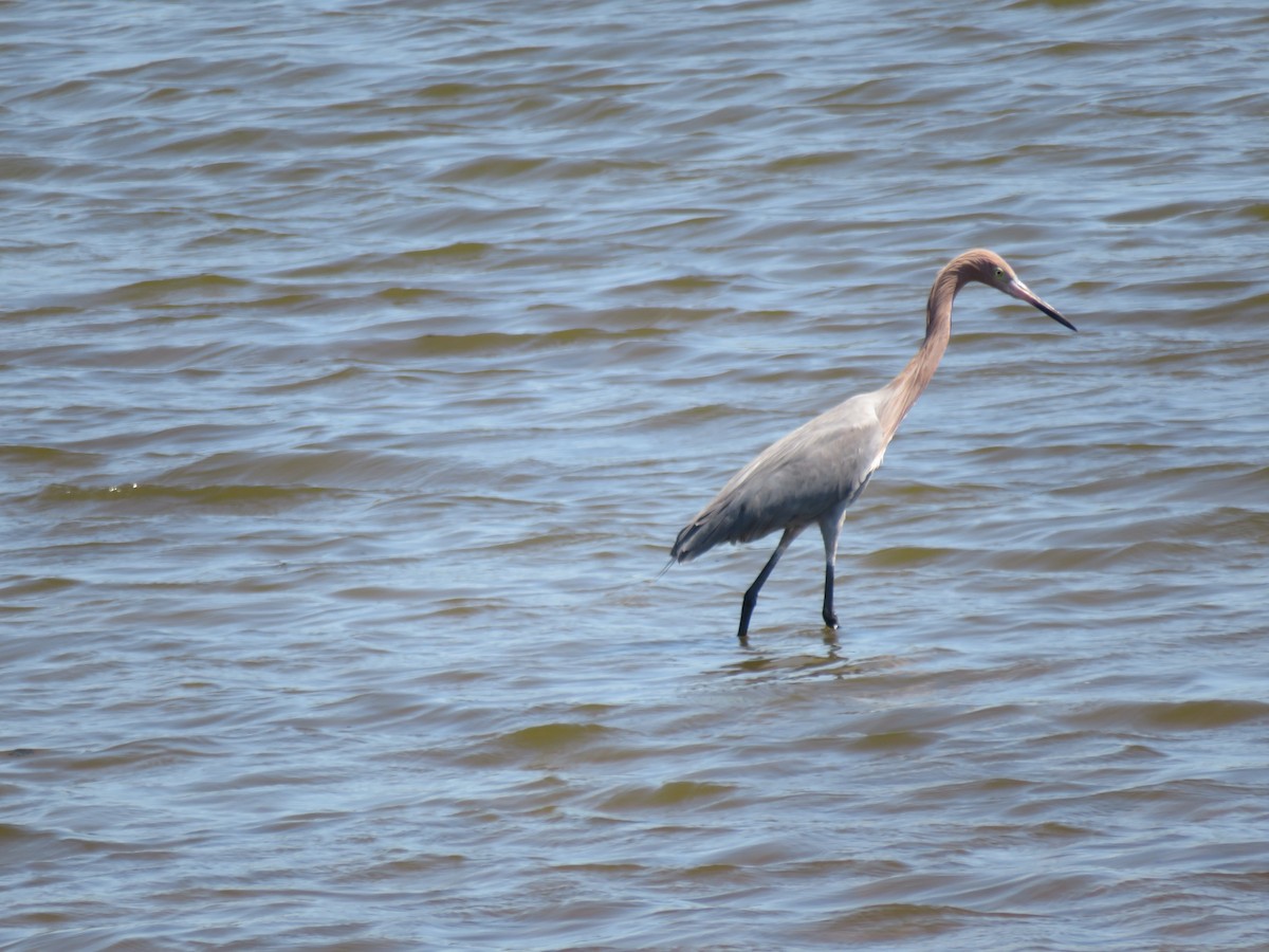 Reddish Egret - Melvin Bonilla