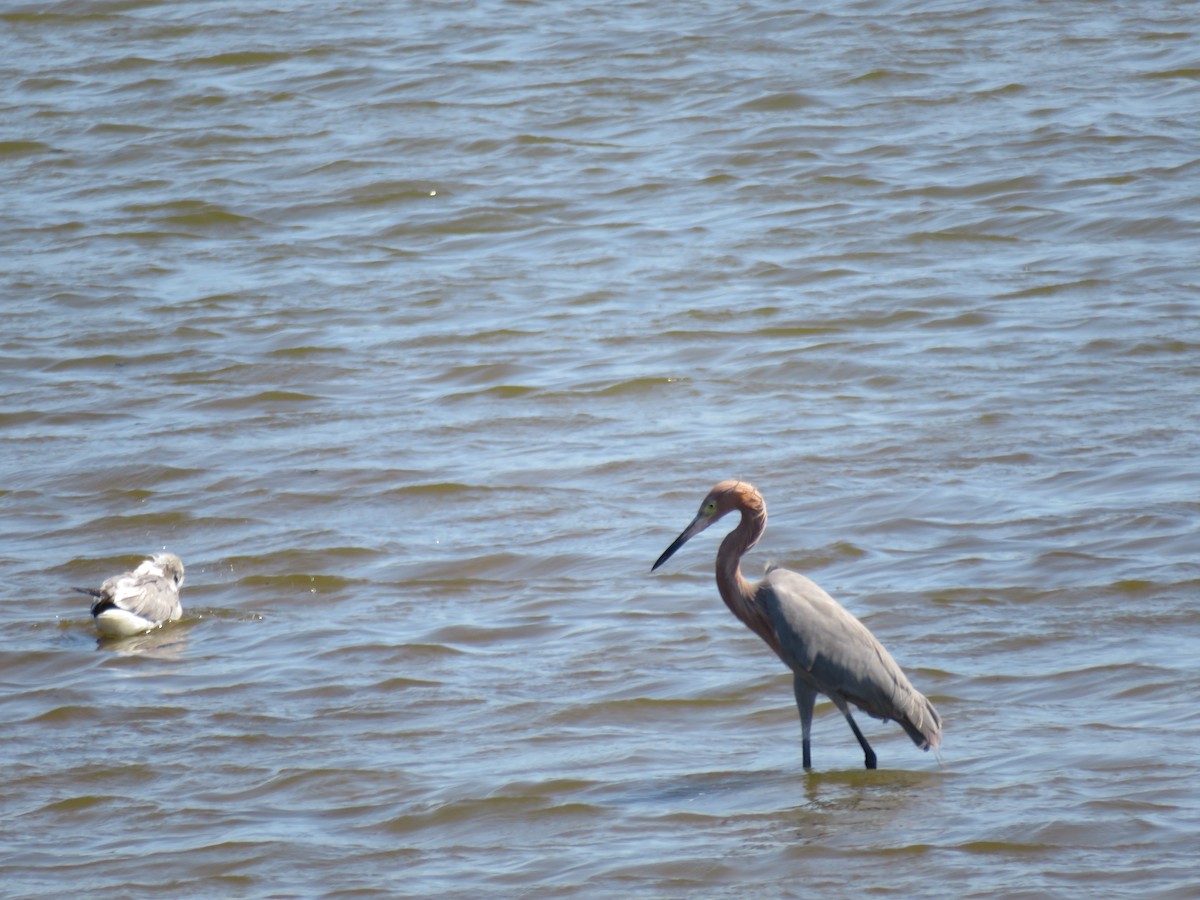 Reddish Egret - Melvin Bonilla