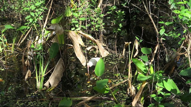 White Ibis - ML217294361