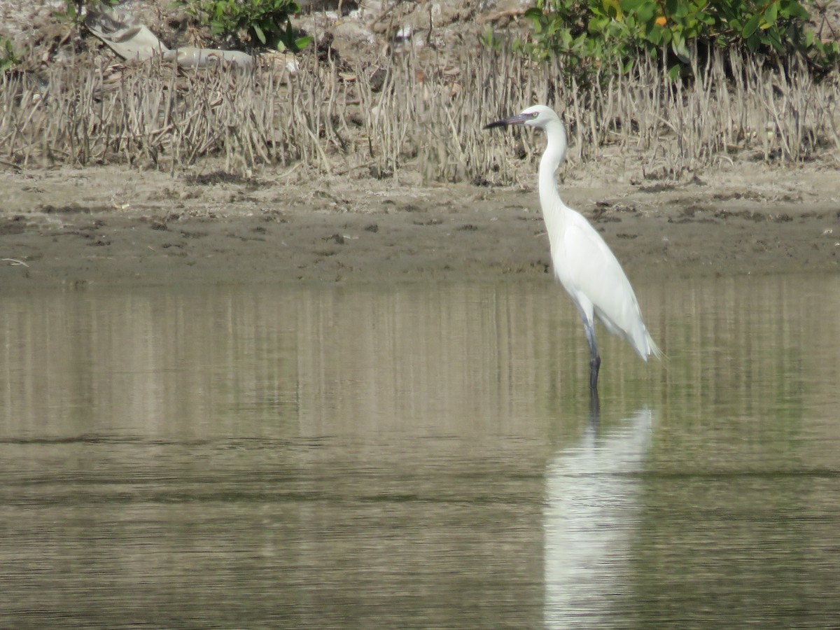 Reddish Egret - ML217294501