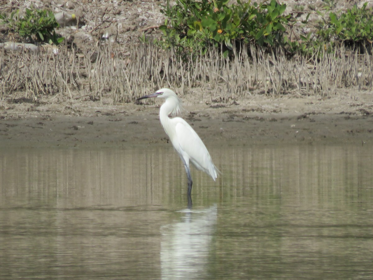 Reddish Egret - ML217294641