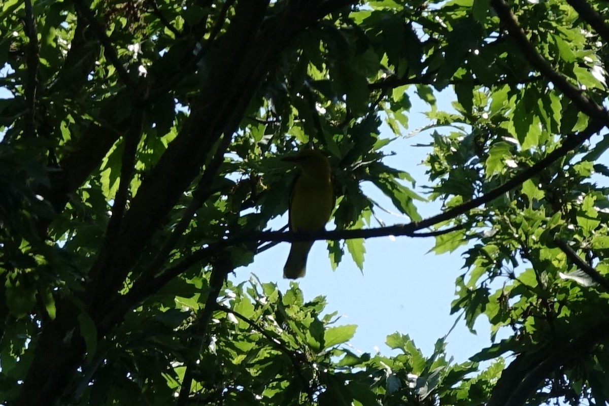 Eurasian Golden Oriole - ML217294901