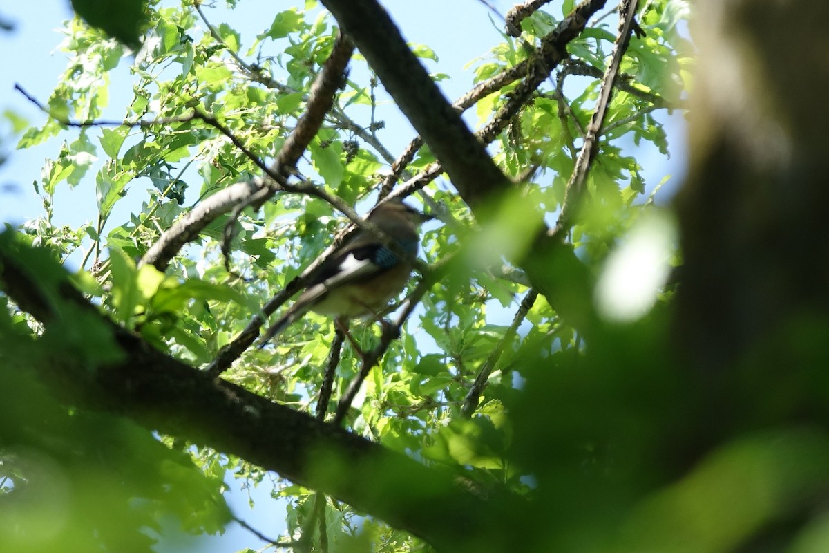 Eurasian Jay - ML217294931