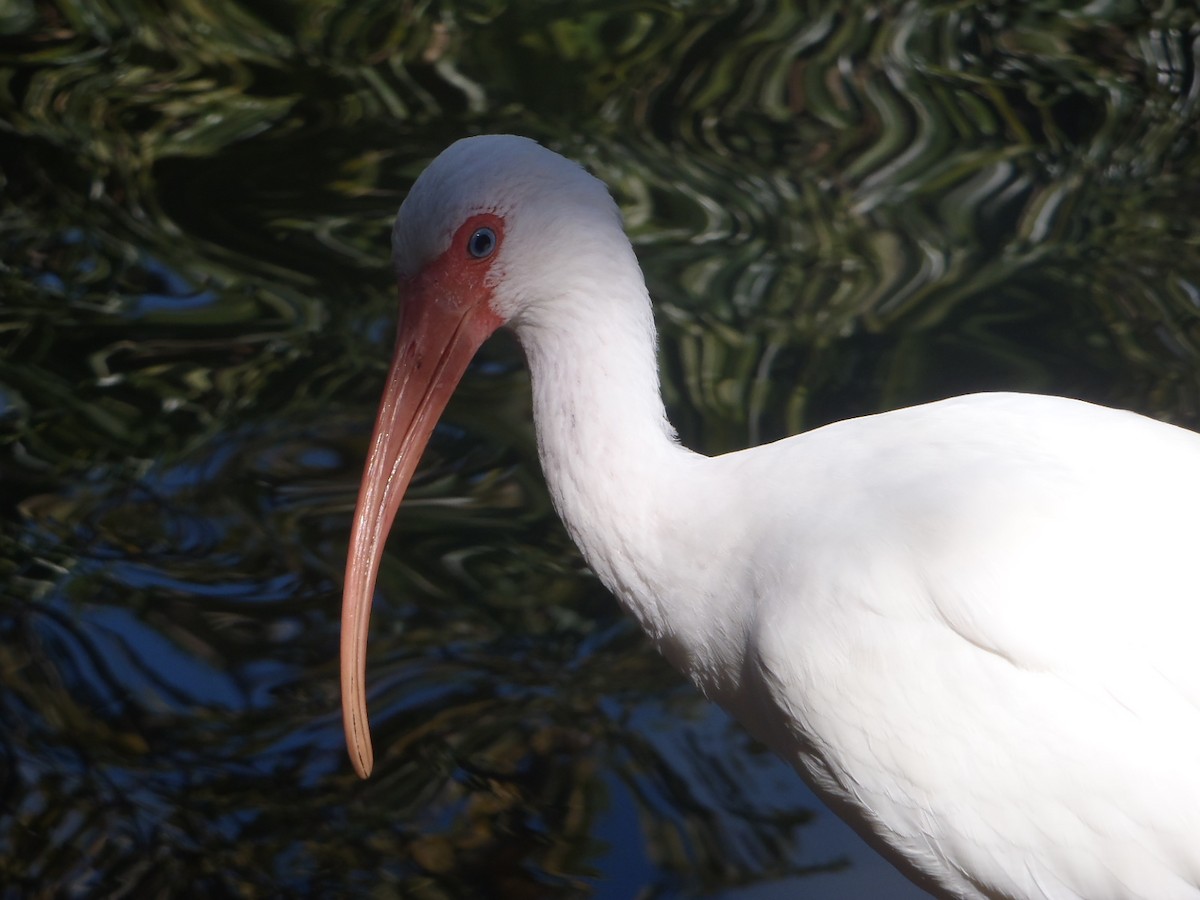 Ibis Blanco - ML21729671