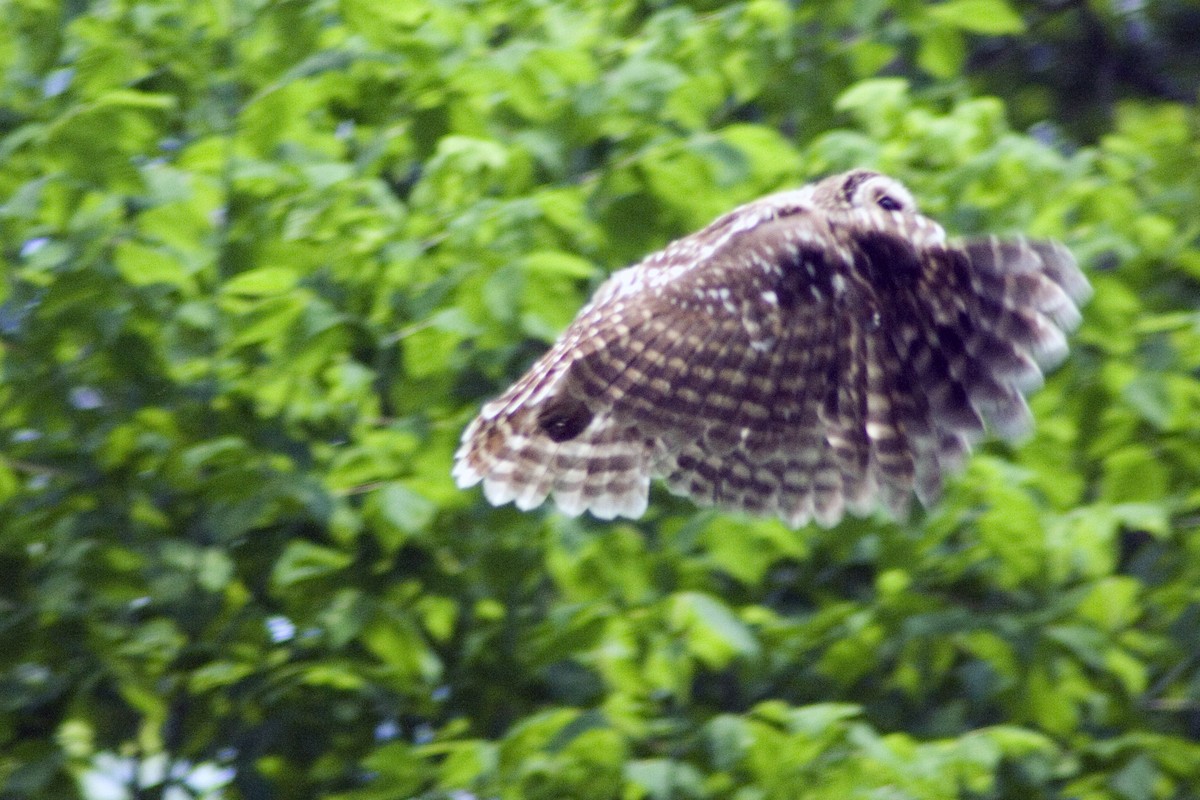 Barred Owl - ML217296751