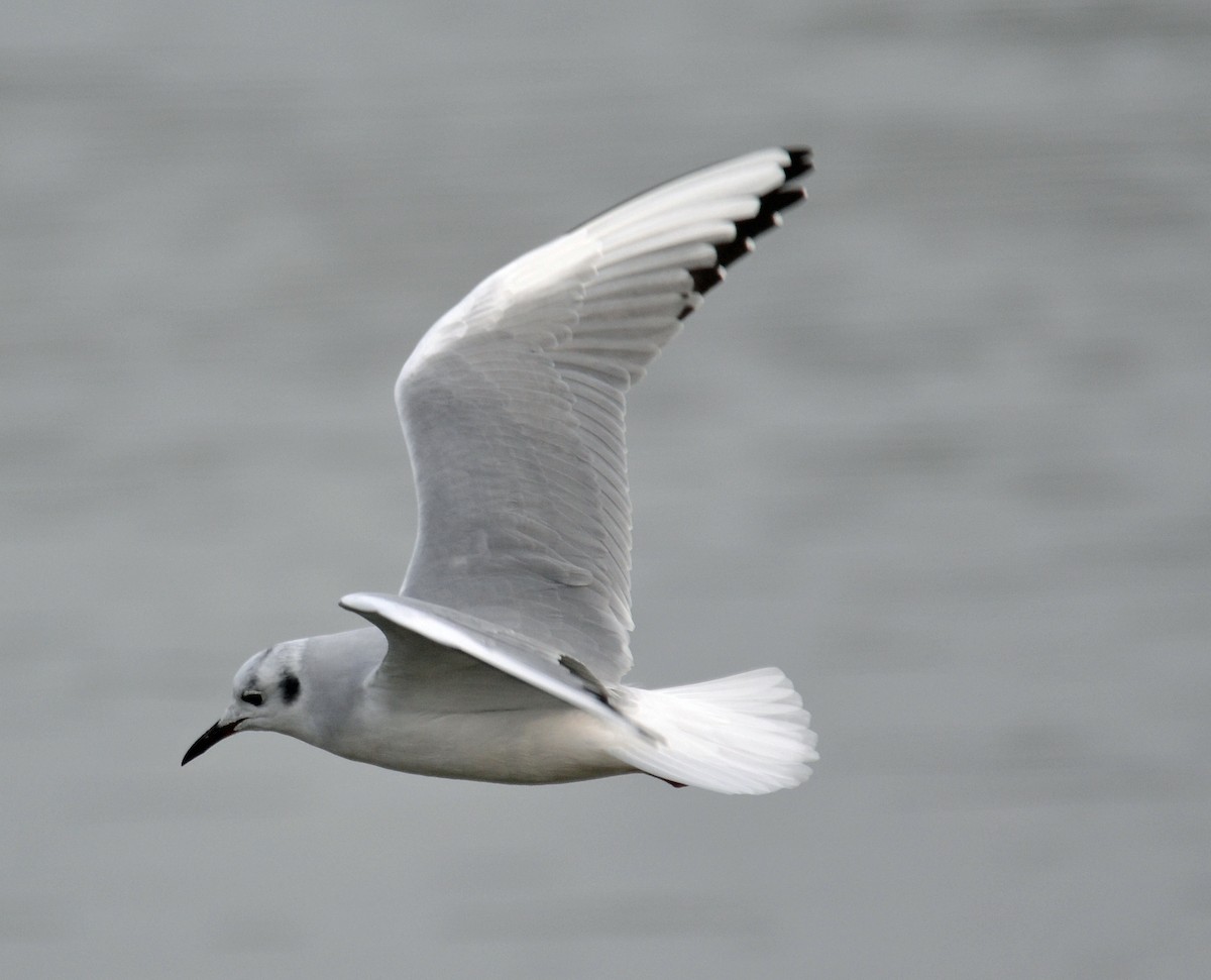 Bonaparte's Gull - Michael J Good