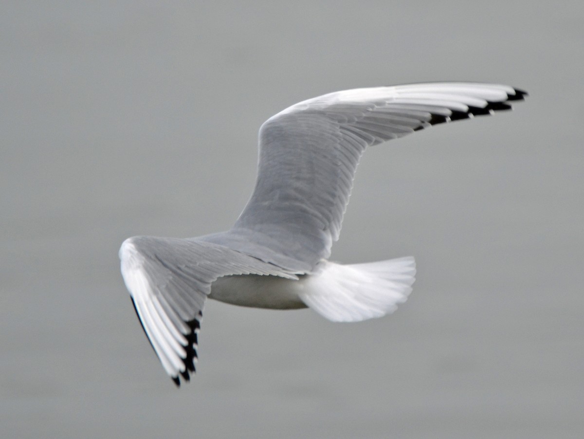 Bonaparte's Gull - Michael J Good