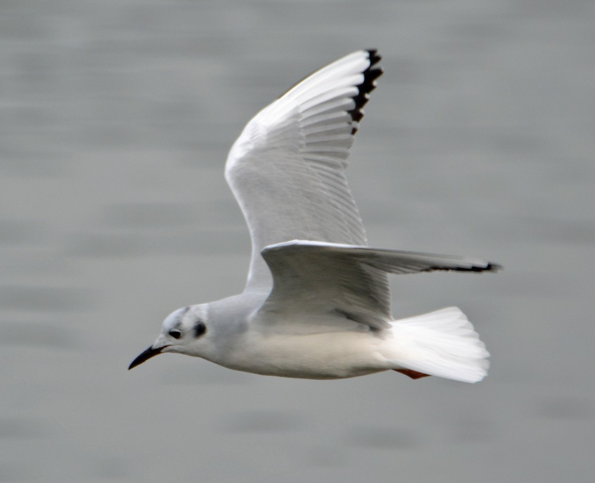 Bonaparte's Gull - Michael J Good