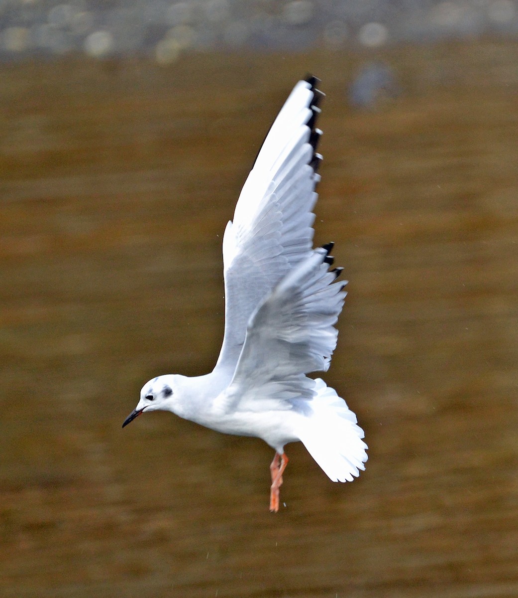 Bonaparte's Gull - Michael J Good