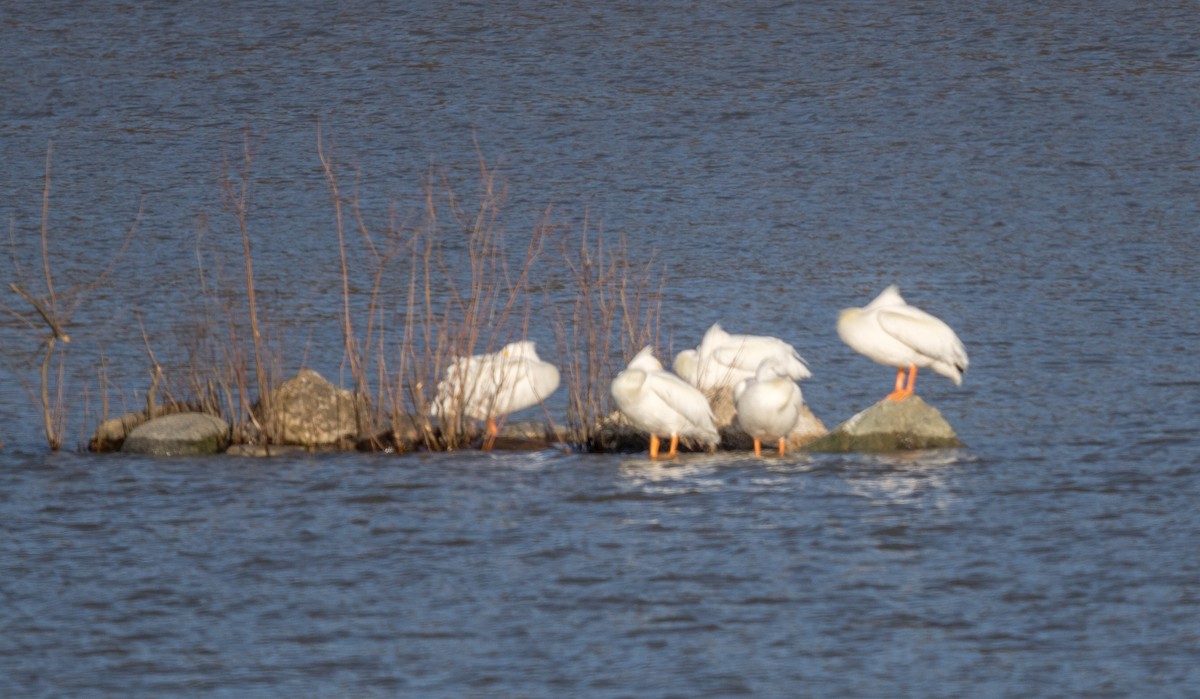 American White Pelican - Jeff Timmons