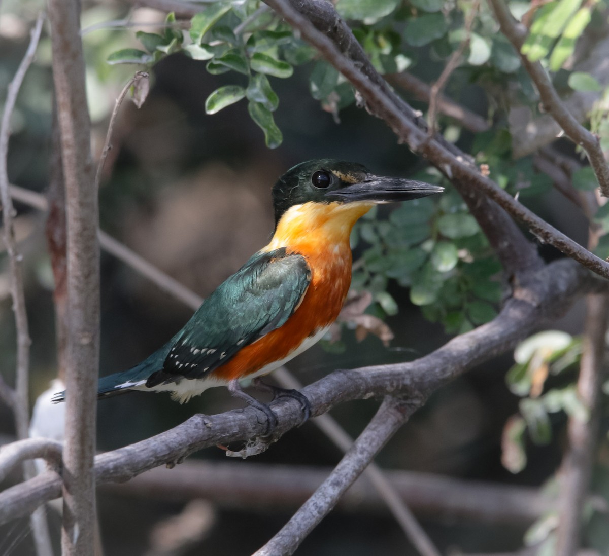 American Pygmy Kingfisher - ML217300421