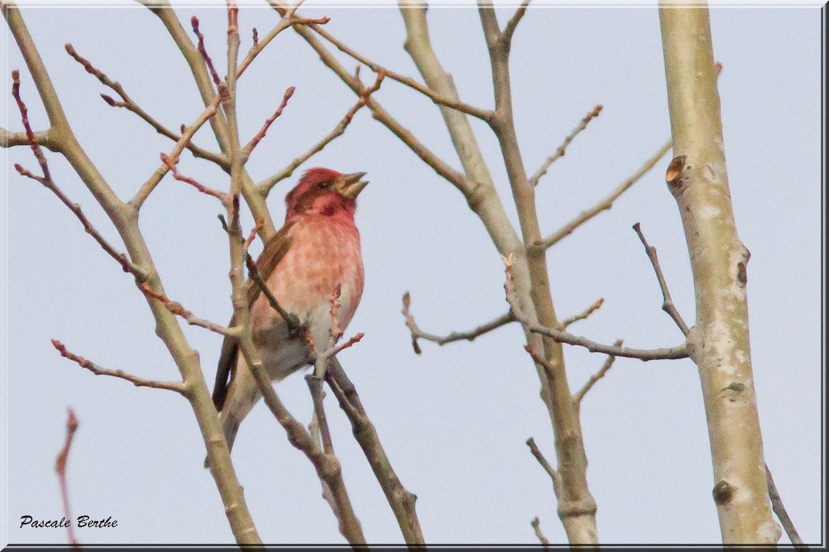 Purple Finch - ML217301901