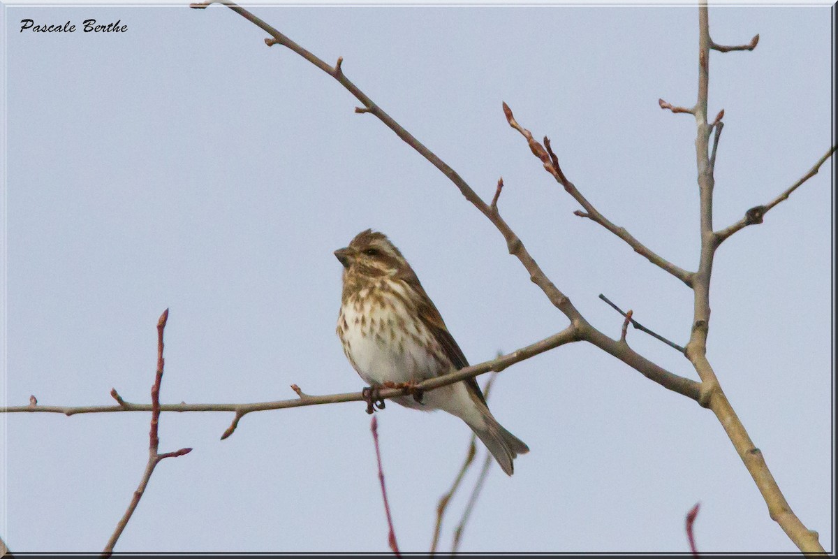 Purple Finch - ML217301911