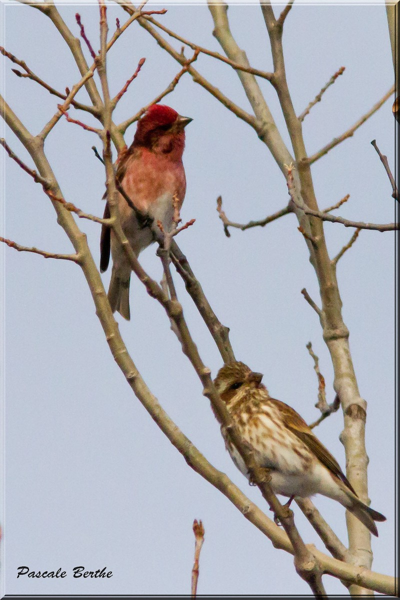 Purple Finch - ML217301921