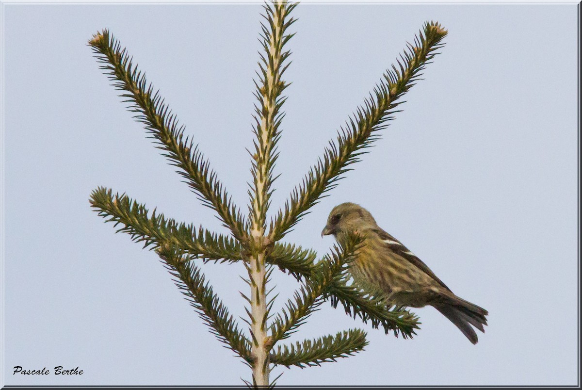 White-winged Crossbill - ML217301951