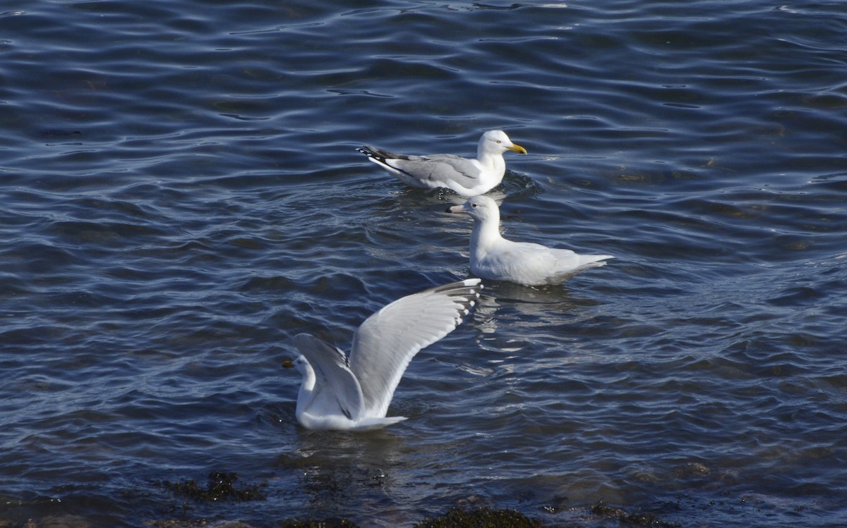 Glaucous Gull - ML217302371