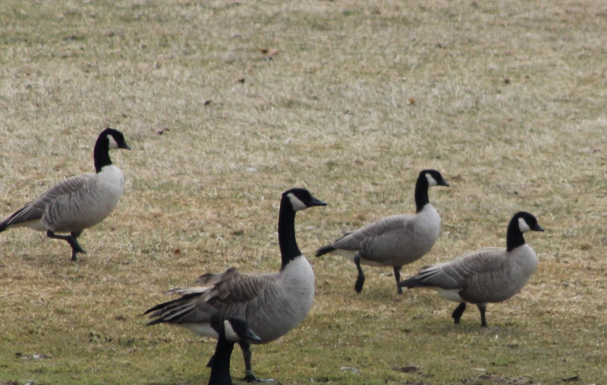 Cackling Goose - ML217302381